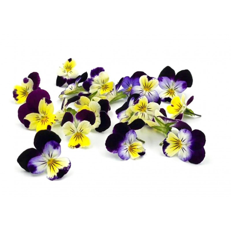 Flower Viola