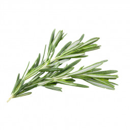 Rosemary