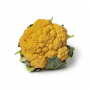 Cauliflower Yellow