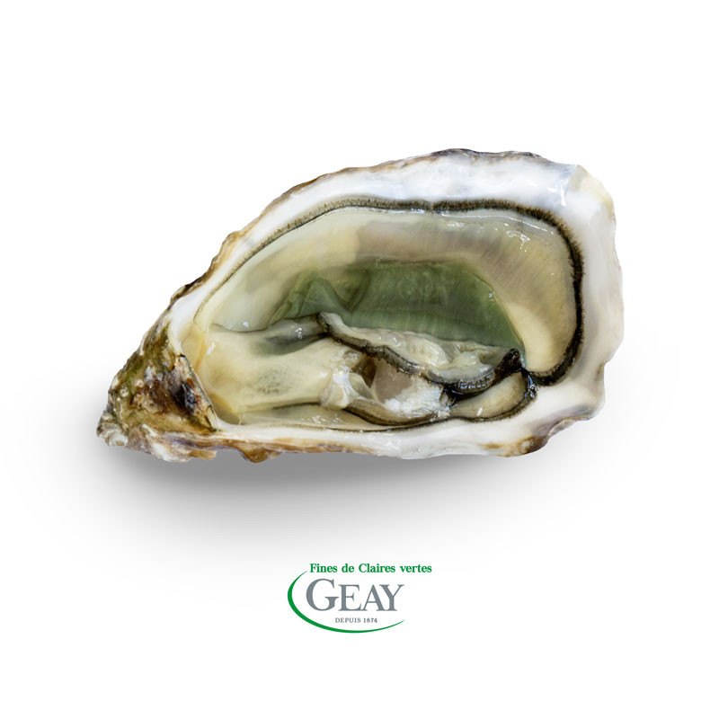 open Green Fine de Claire Oyster - GEAY