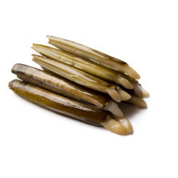 Razor Clams