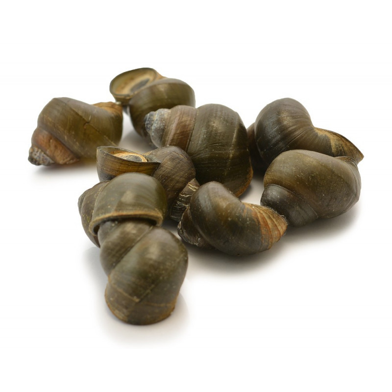 Periwinkles