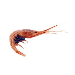 Blue Belly Shrimp 100-200