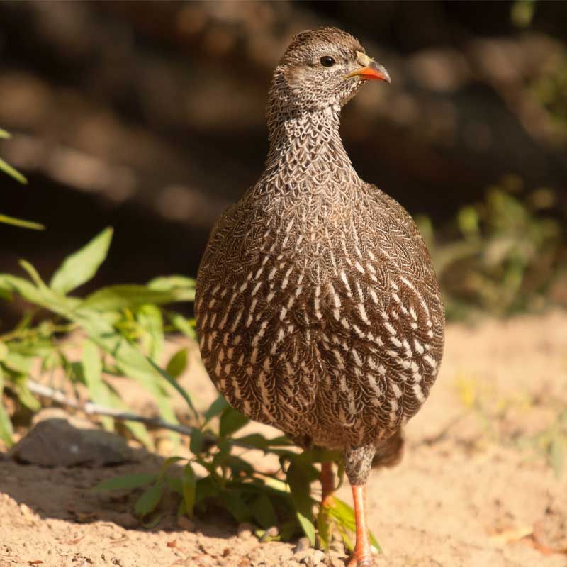 Pheasant Hen Ready-to-Cook "Premium"