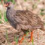 Red Partridge Fillet Without Skin