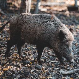 Top Boar Stew