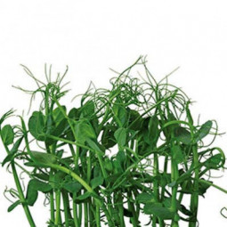 Affilla Cress