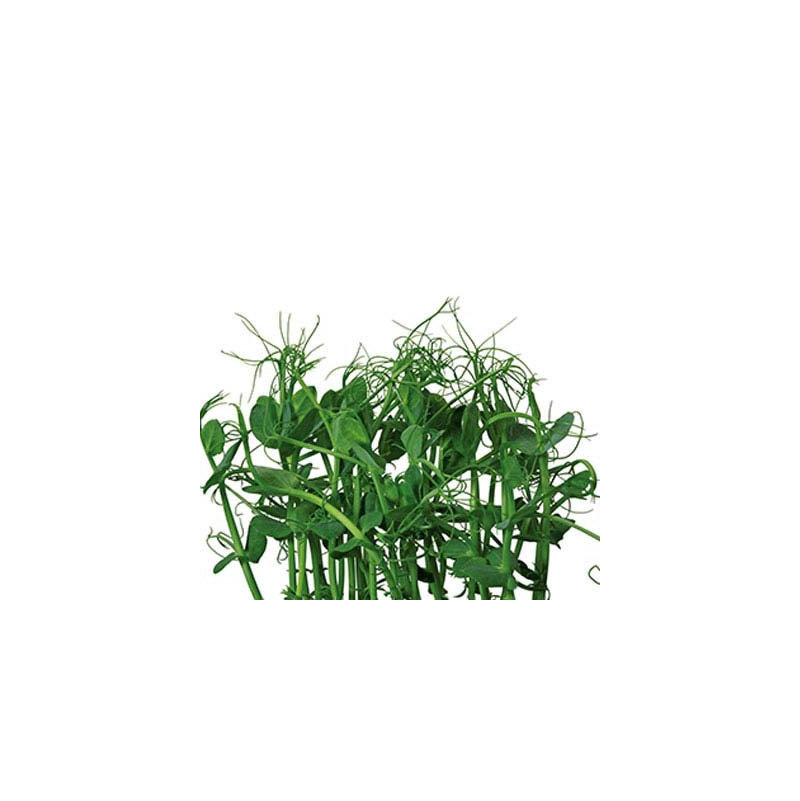 Affilla Cress