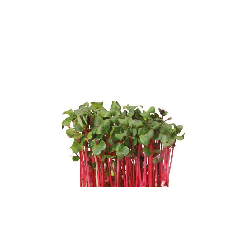 Chili Cress