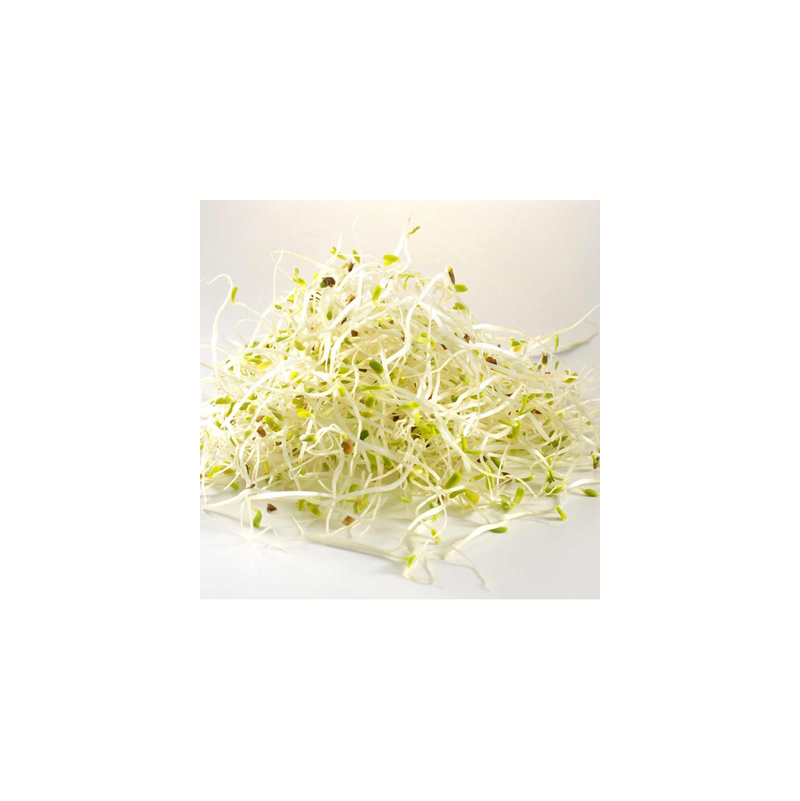 Alfalfa Sprouts