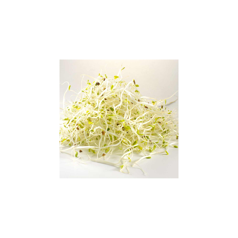 Alfalfa Sprouts