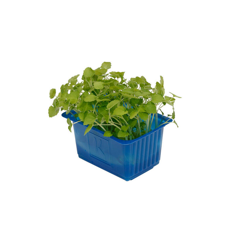 Atsina Cress Koppert Cress