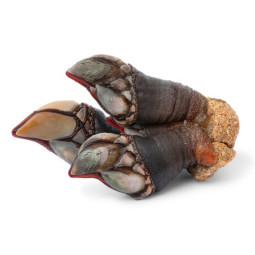 Goose Neck Barnacles