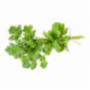 Coriander