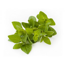 Oregano