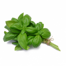 Basil