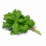 Basil