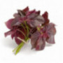 Shiso Purple