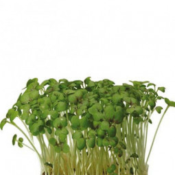 Mustard Cress