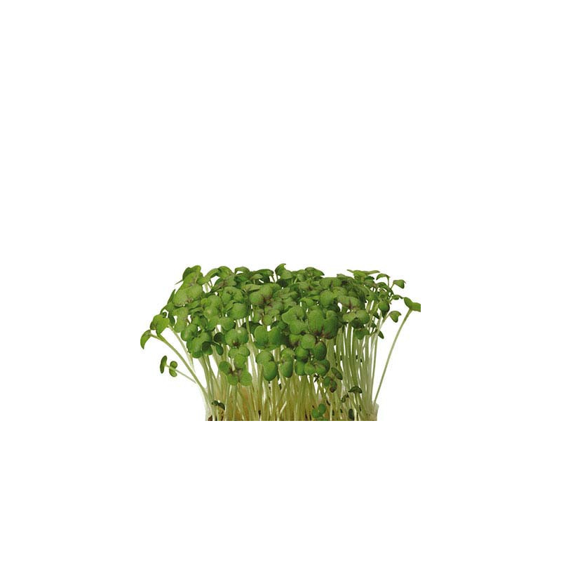 Mustard Cress