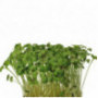 Mustard Cress