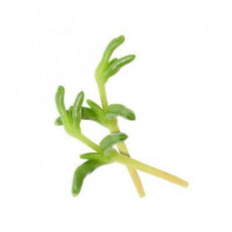 Salty Finger Cress