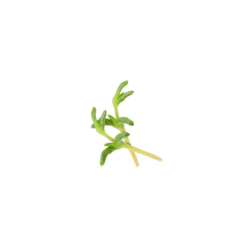 Salty Finger Cress