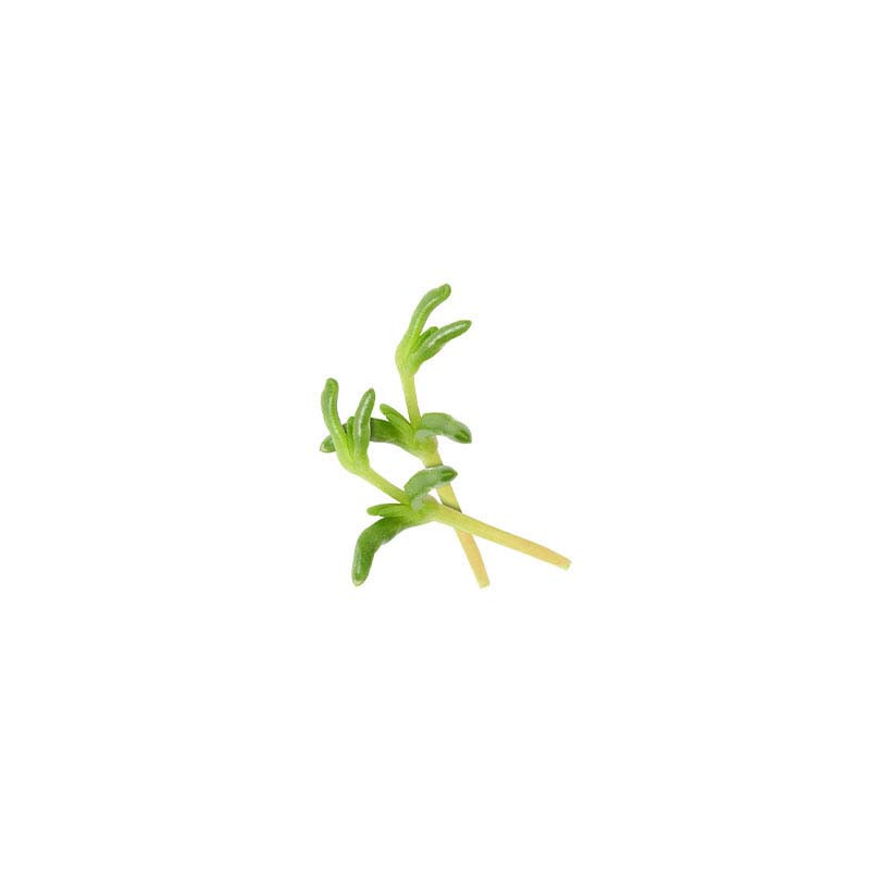 Salty Finger Cress