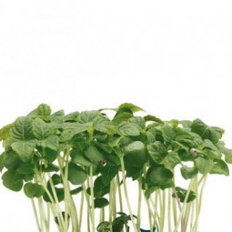 Shiso Green Cress