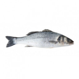 Organic Farmed Seabass