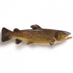 Farmed Fario Trout