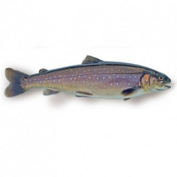 Farmed Arctic Char