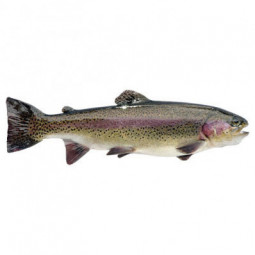 Rainbow Farmed Trout