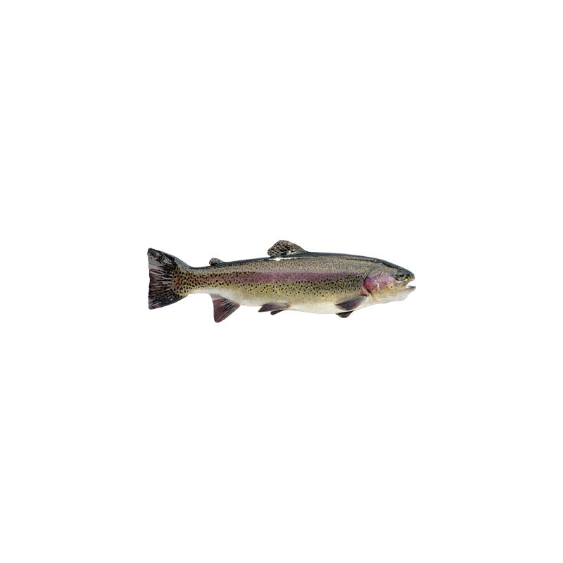 Rainbow Farmed Trout