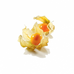 Physalis