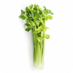 Celery