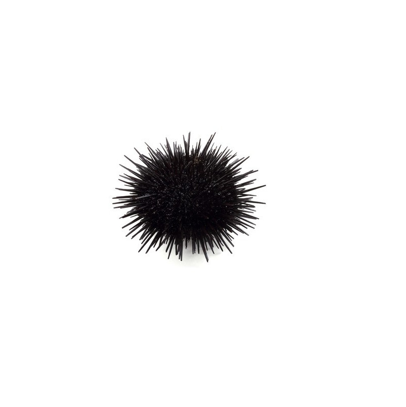 Galician Sea Urchins