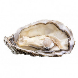 Fine Oyster - PSK