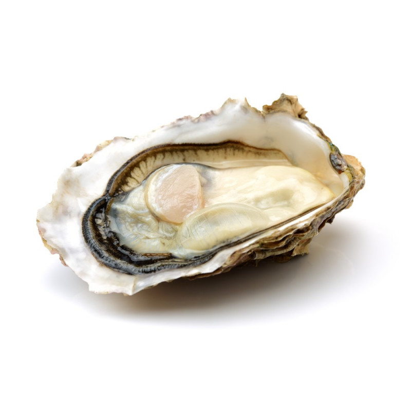 Fine Muirgen Oyster