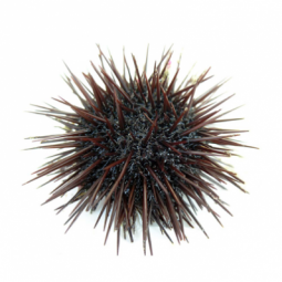 Icelandic sea urchins