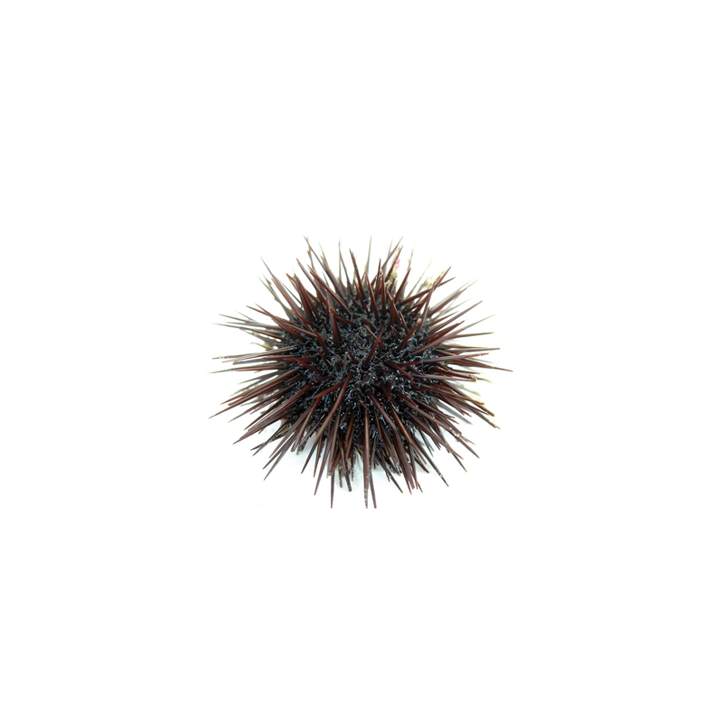 Icelandic sea urchins