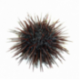 Icelandic sea urchins