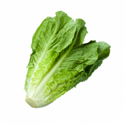 Romaine Lettuce Heart