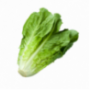 Romaine Lettuce Heart