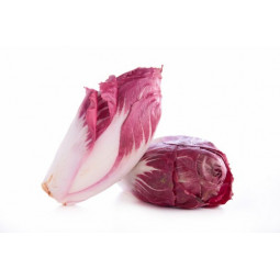 Red Chicory