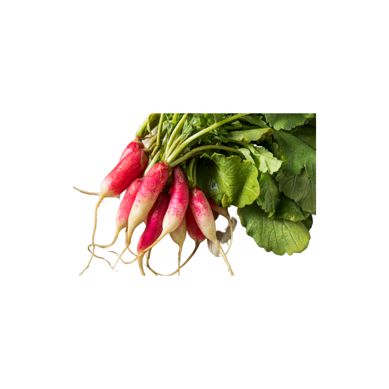 Radish Long Pink