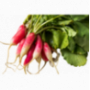 Radish Long Pink