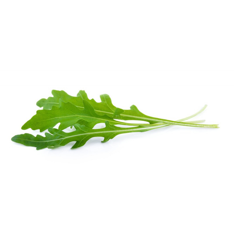 Salad Arugula