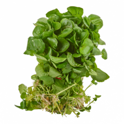 Watercress