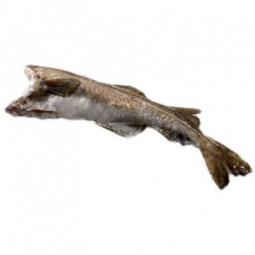 Headless Cod